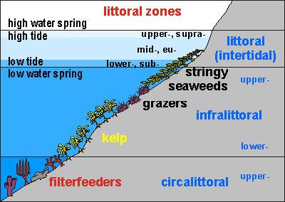 Zone definition. The intertidal Zone. Литораль схема. The intertidal Zone комикс. Littoral эти где находится.